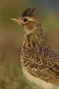 Skylark