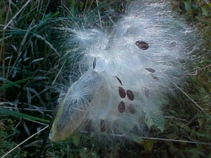 Milkweed Pod