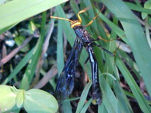 Ichneumon Wasp