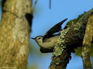 High-diving Nuthatch