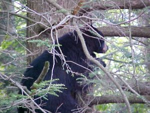 Black Bear