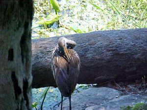 Limpkin