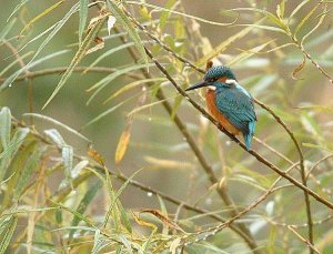 Kingfisher