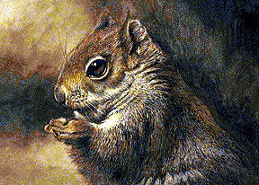 Squirrel - watercolour