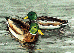 Mallards - watercolour