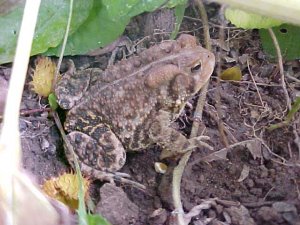 American Toad