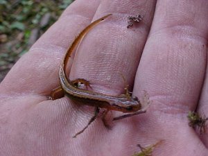 Dusky Salamander