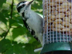 Female Downy Woodpecker