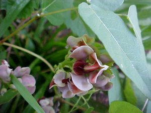 Groundnut (Apios americana)