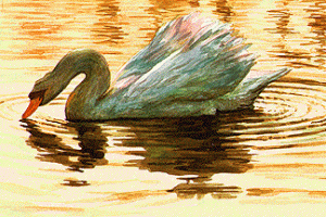 Swan at dusk - watercolour