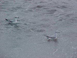 Bonaparte's Gulls