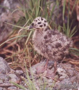 Gull chick