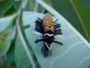 Caterpillar of Milkweed Tussock Moth
