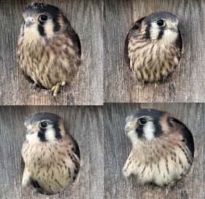 American Kestrel - 4 juvs.