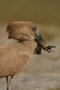 Hammerkop