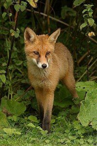 Fox Cub