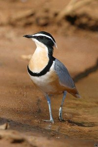 Egyptian Plover