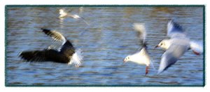 A flight of gulls