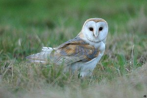 Barn Owl