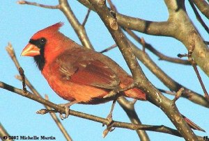 Male Cardinal