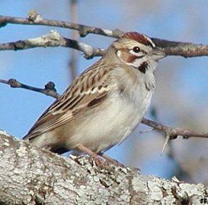 Lark Sparrow