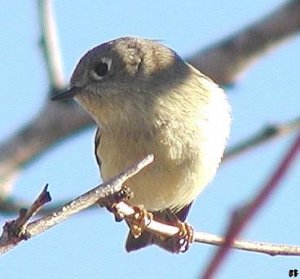 Ruby-crowned kinglet