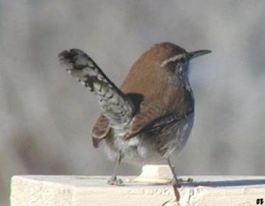 Bewick's wren