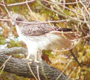 Redtail Hawk in the backyard