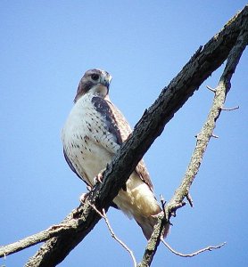 Young Redtail