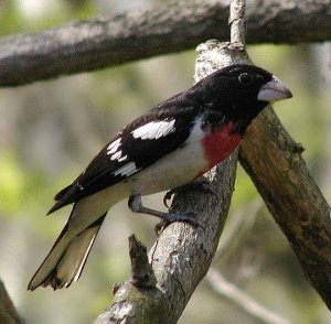 Grosbeak male