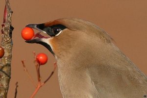 Bohemian Waxwing close-up