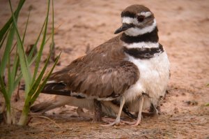 Mom & Chicks