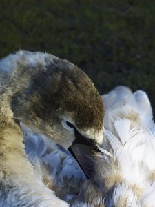 For all you Mute Swan lovers out there!