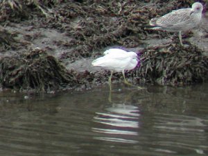 Little Egret, Cornwall 2002