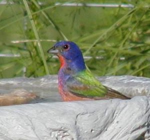 Painted bunting