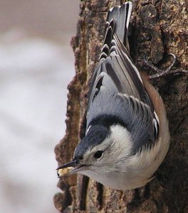 Nuthatch closeup:-)