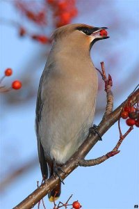 Bohemian Waxwing