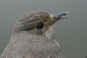 Spotted Flycatcher