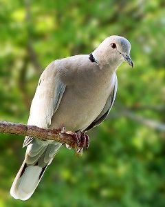 Eurasian-Collared Dove