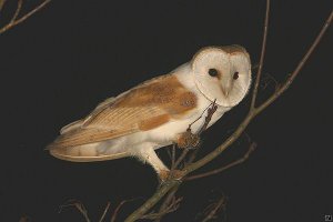 Barn Owl