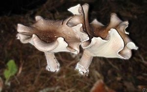 Large Toadstools