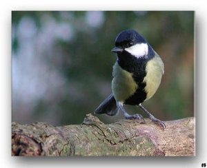 Great tit first from hide