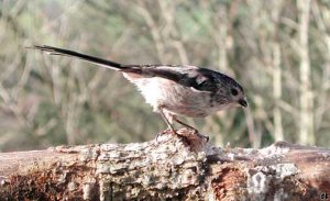 Longtailed Tit on log