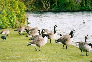 Canada Geese...