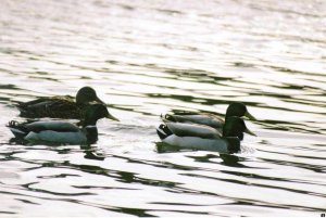 Mallards...