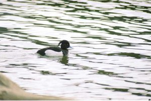 Tufted Duck...