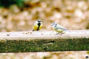 Great Tit and Blue Tit...