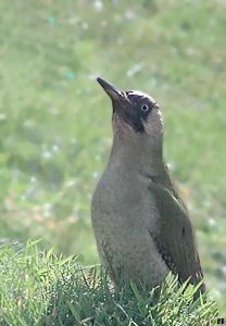 Green Woodpecker