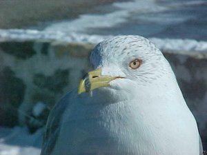 Ring-billed Gull