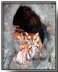 Roosting Screech Owls